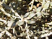 Helicrysum argyrophyllum (en Corse) (04) (Photo F. Mrugala)